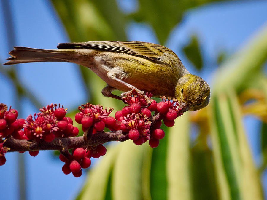 Atlantic Canary With Berries Photograph