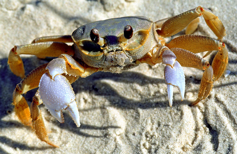 Atlantic Ghost Crab Ocypode Quadrata #2 Photograph by Millard H. Sharp