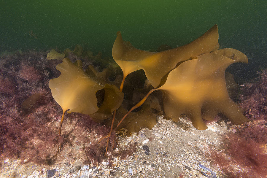 Atlantic Kelp #2 Photograph by Andrew J. Martinez