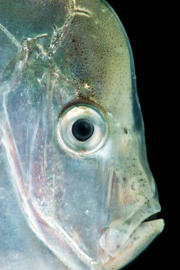 Atlantic Moonfish Selene Setapinnis Photograph by Danté Fenolio