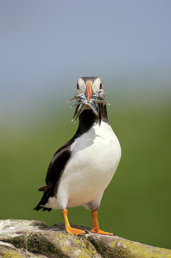 Puffin Photograph - Atlantic Puffin #2 by Dr P. Marazzi/science Photo Library