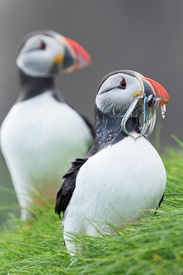 Fish Photograph - Atlantic Puffin With Fish, Mykines #2 by Martin Zwick