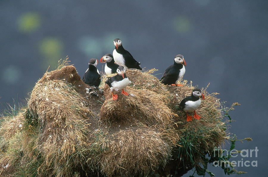 Atlantic Puffins #2 Photograph by Art Wolfe