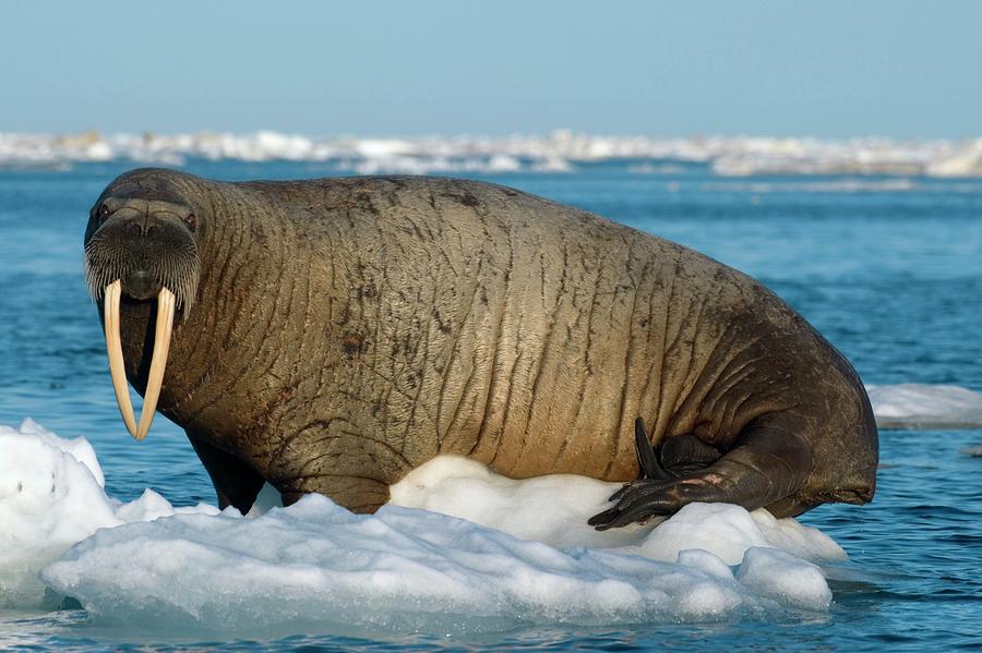 Atlantic Walrus Photograph By Louise Murrayscience Photo Library