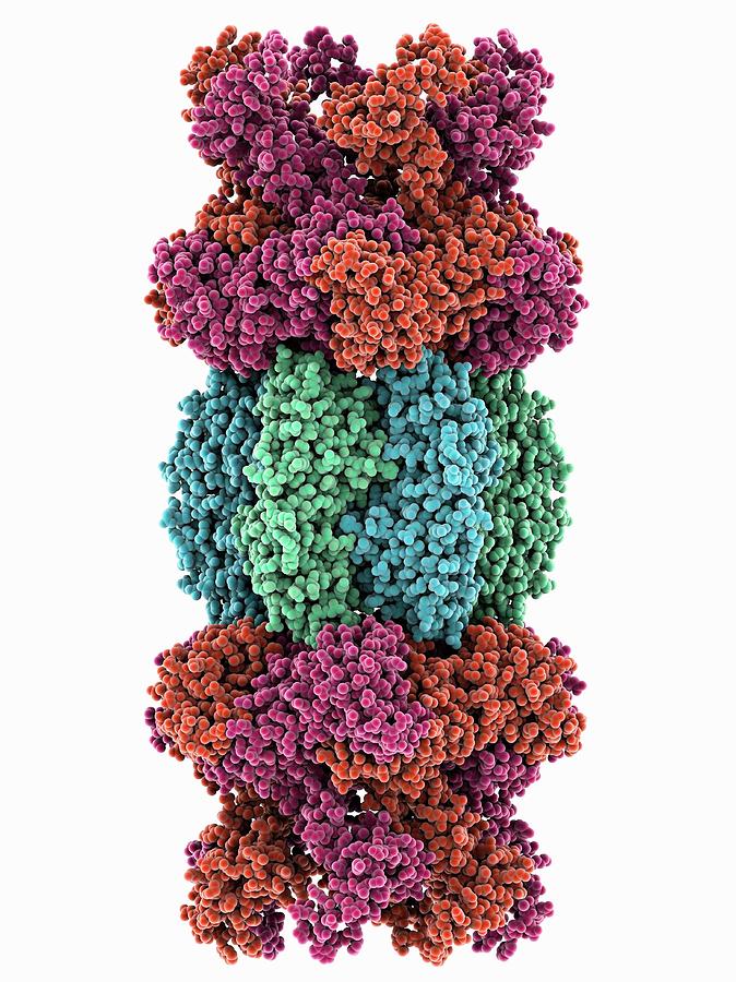 Atp-dependent Protease Molecule #2 Photograph by Laguna Design