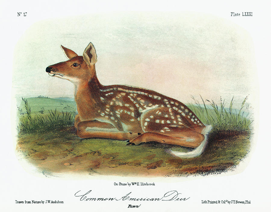 Audubon Deer #2 Painting by Granger