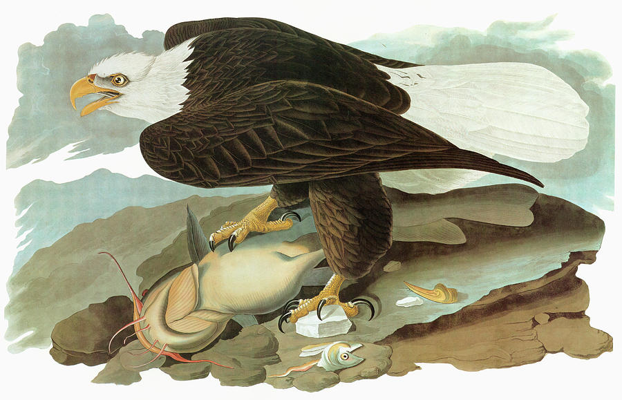 Catfish Painting - Audubon Eagle #2 by Granger