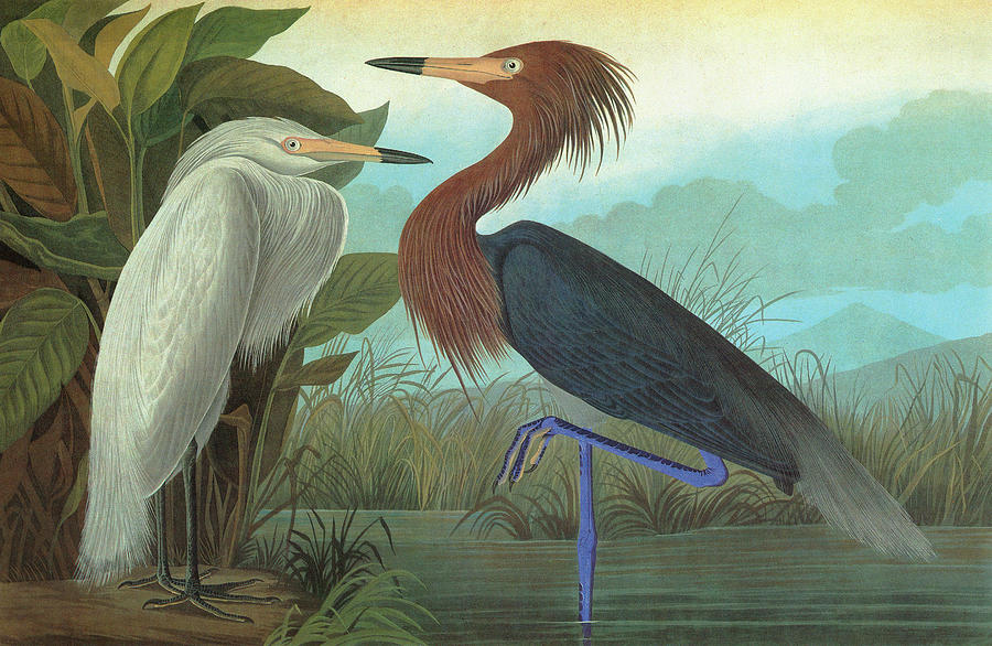 Audubon Egret #2 Painting by Granger Audubon Egret #2 Painting by Granger