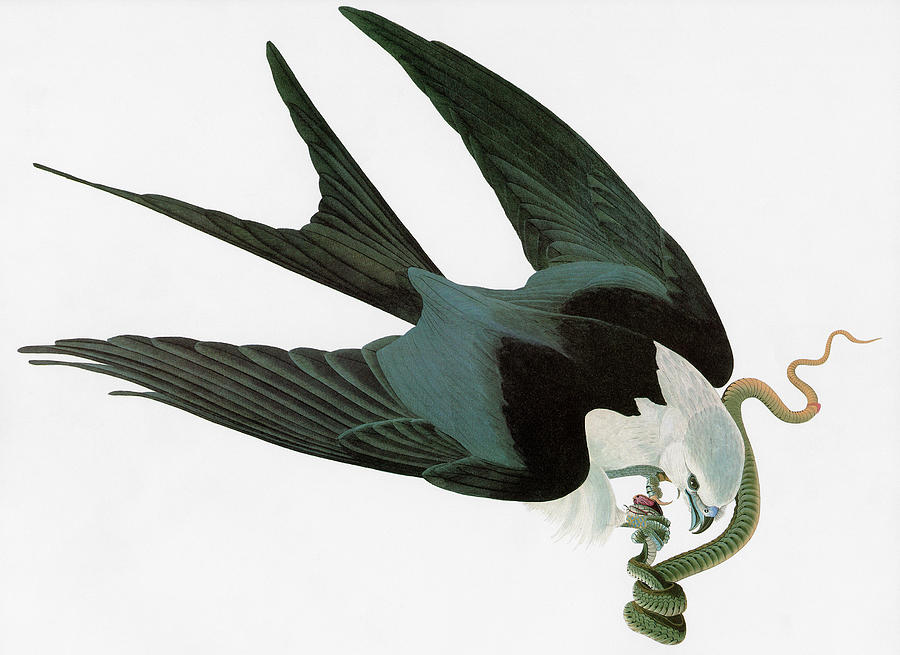 Swallow-tailed Kite Drawing by John James Audubon