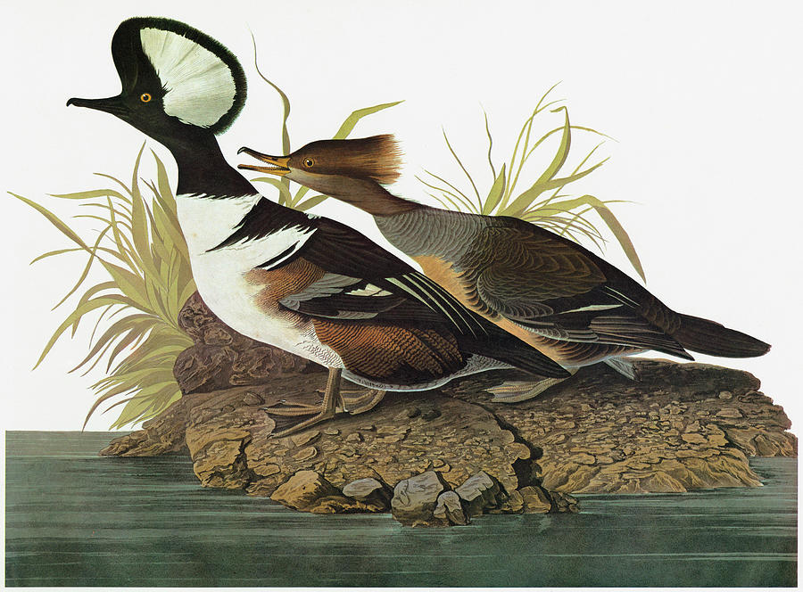 Audubon Merganser #2 Painting by Granger Audubon Merganser #2 Painting by Granger
