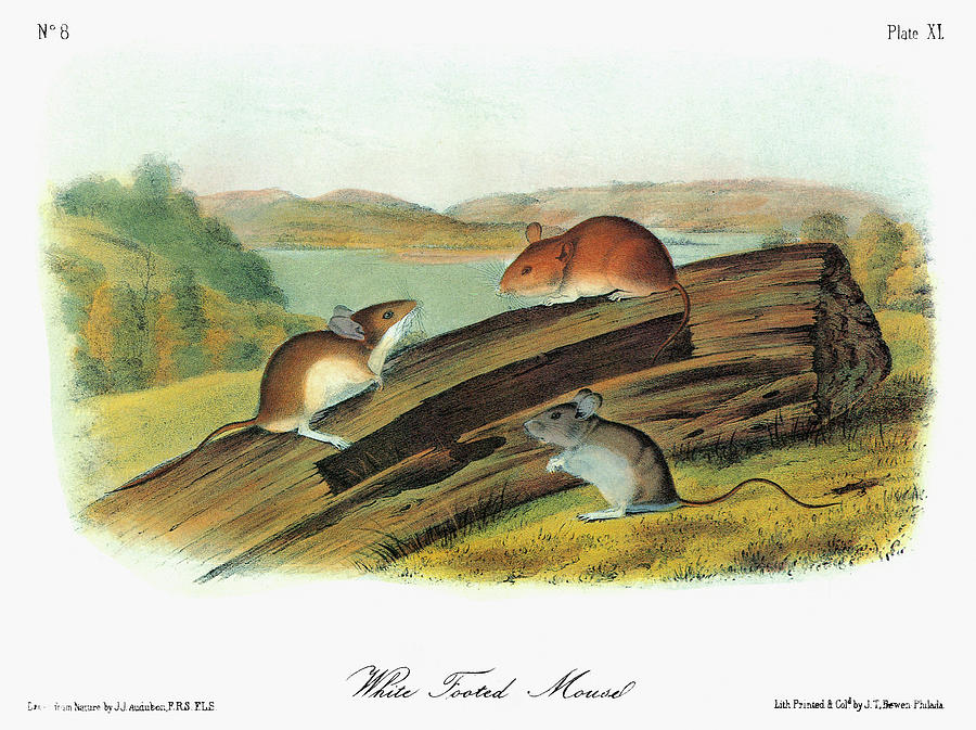 Audubon Mouse #2 Painting by Granger