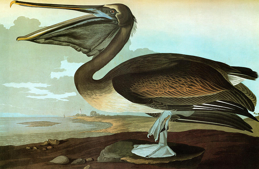 Audubon Pelican #2 Painting by Granger