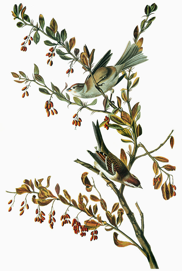 Audubon Sparrow #2 Painting by Granger