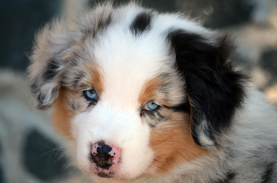 Aussie puppy Photograph by Vessi Ilieva | Fine Art America