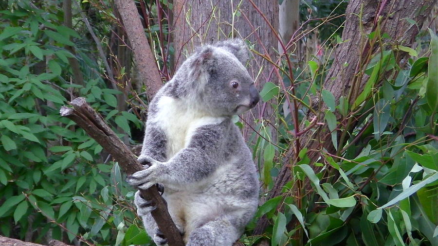 Australia Photograph - Australia - Koala Bear In Gum Tree by Jeffrey Shaw