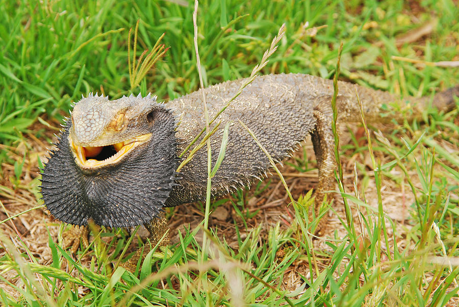 australian-bearded-dragon-4-photograph-by-christopher-edmunds-pixels