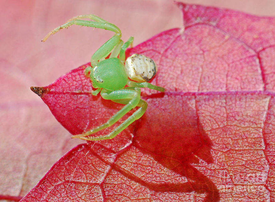 Australian Crab Spider Photograph by Christopher Edmunds - Pixels