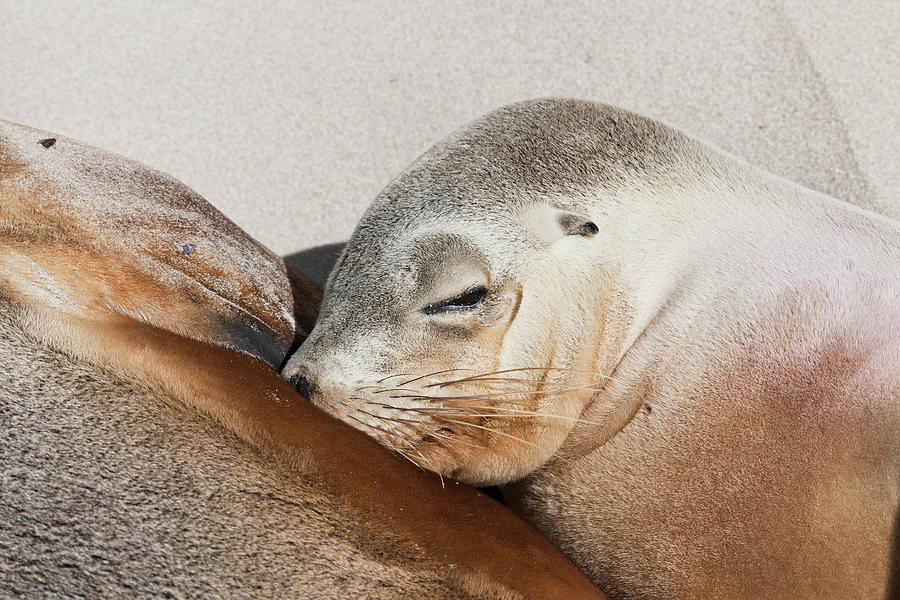 Australian Sea Lion Neophoca Cinerea Photograph By Martin Zwick Pixels