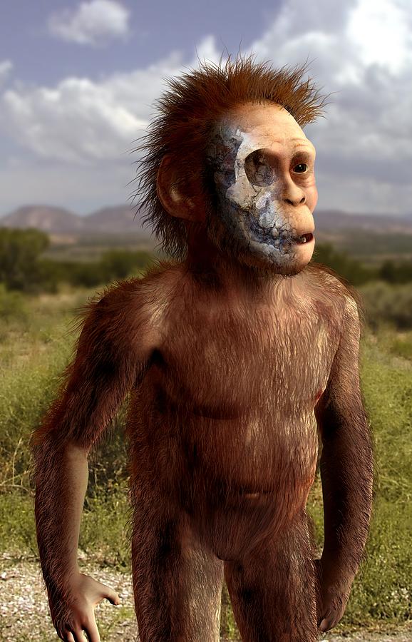 Australopithecus Afarensis Lucy Drawing