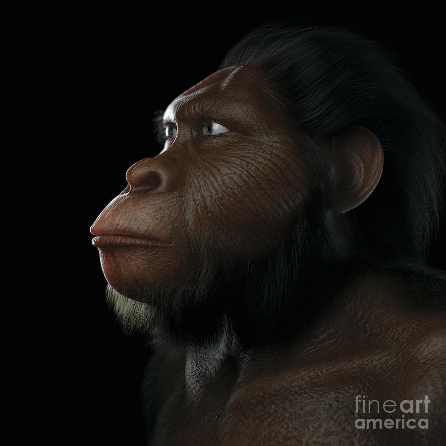 Australopithecus #2 by Science Picture Co