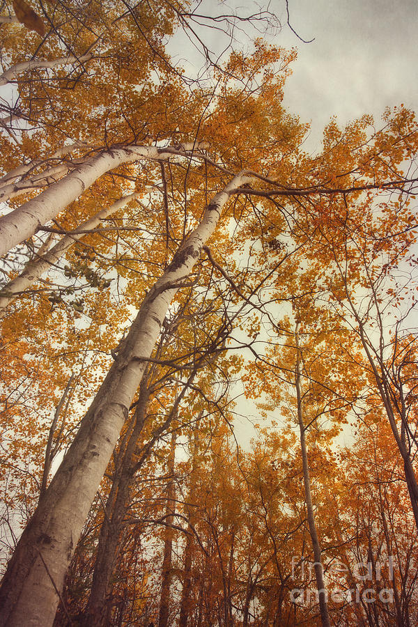 Nature Photograph - Autumn Aspens #2 by Priska Wettstein
