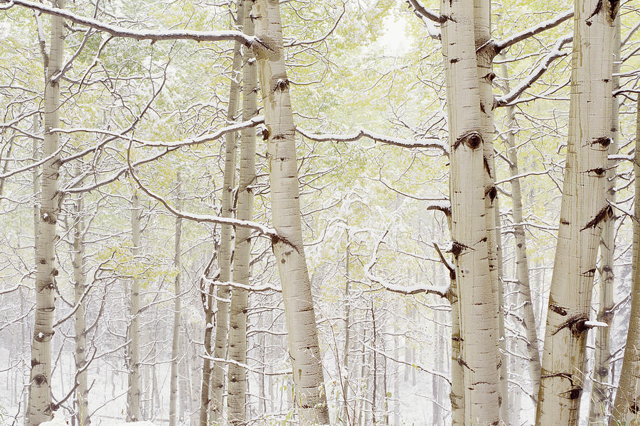 Autumn Aspens With Snow, Colorado, Usa #2 Photograph by Panoramic Images