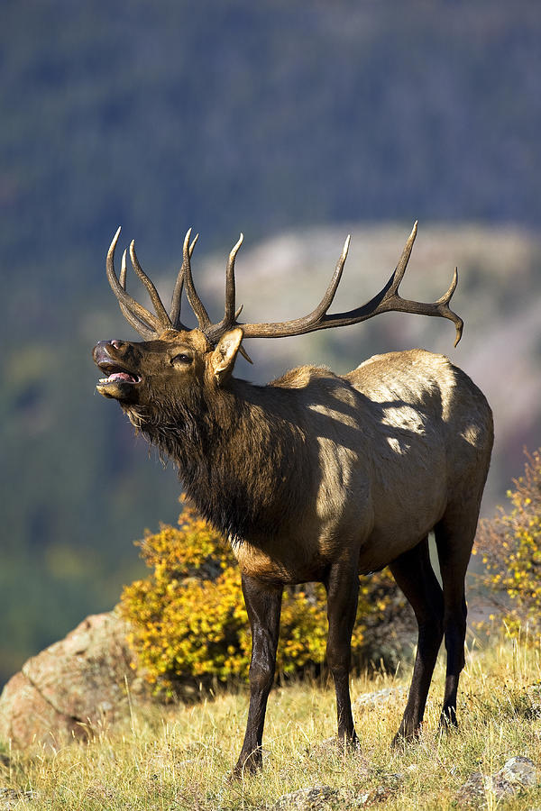 Autumn Bull Elk Bugling #2 Photograph by Gary Langley