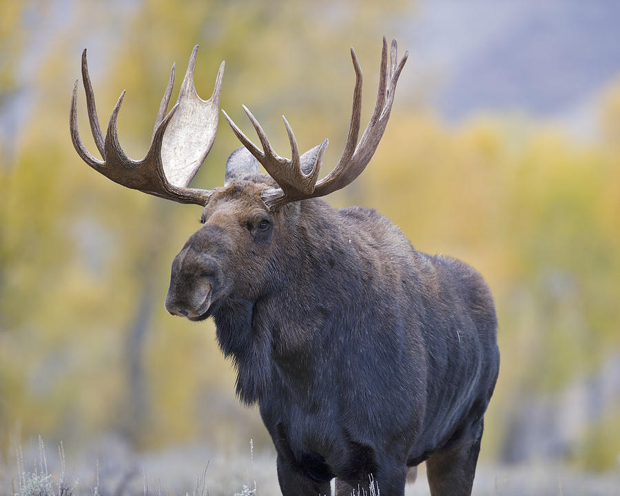 Moose Photograph - Autumn Bull Moose III #2 by Gary Langley