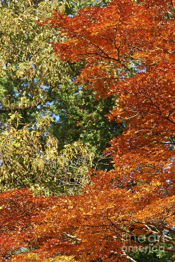 autumn colours in Bavaria #2 Photograph by Rudi Prott