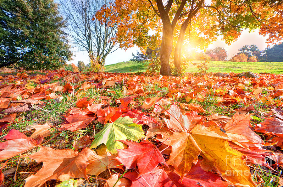 Autumn fall landscape in park #2 Photograph by Michal Bednarek