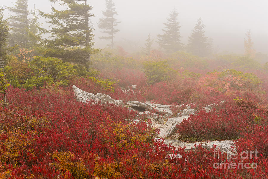 Fall Photograph - Autumn Fog Bear Rocks #2 by Thomas R Fletcher