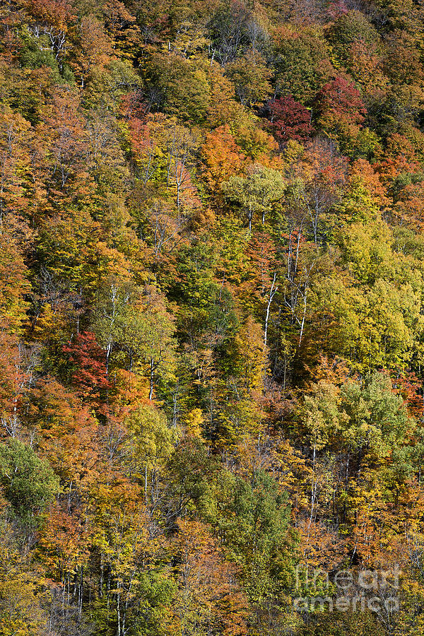 Autumn Forest Photograph by John Greim - Fine Art America