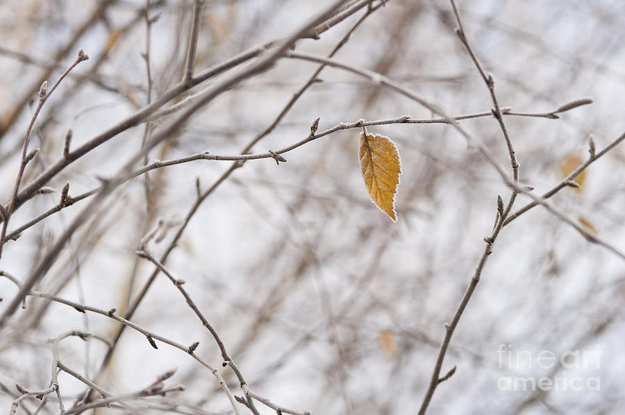 Autumn leaf #2 Photograph by Jim Corwin