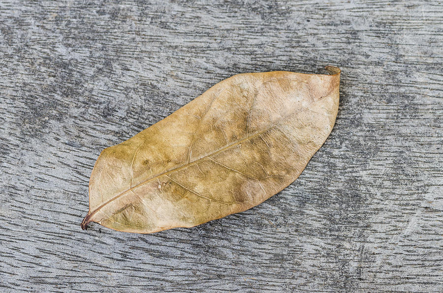 Autumn leaf #2 Photograph by Paulo Goncalves