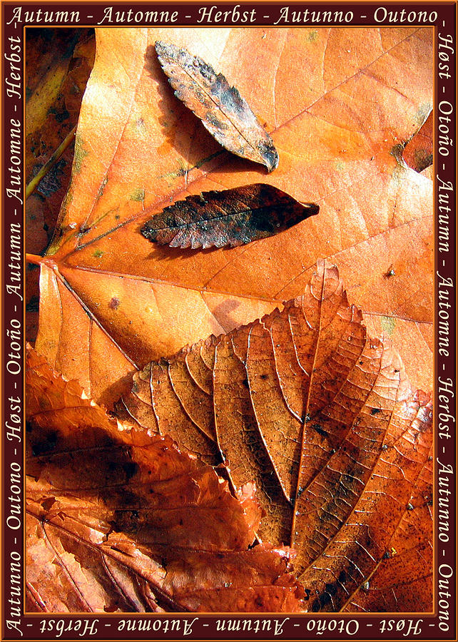 Fall Photograph - Autumn Leaves 1 #2 by Helene U Taylor