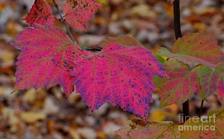 Autumn Leaves Photograph by Allen Beatty