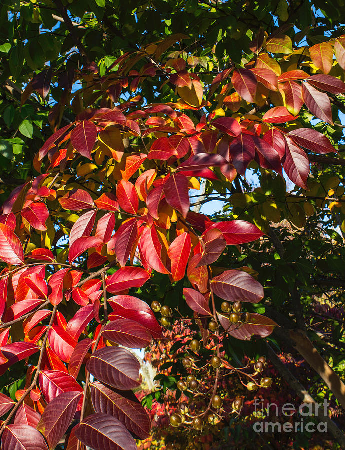 Autumn Leaves #3 Photograph by Arlene Carmel