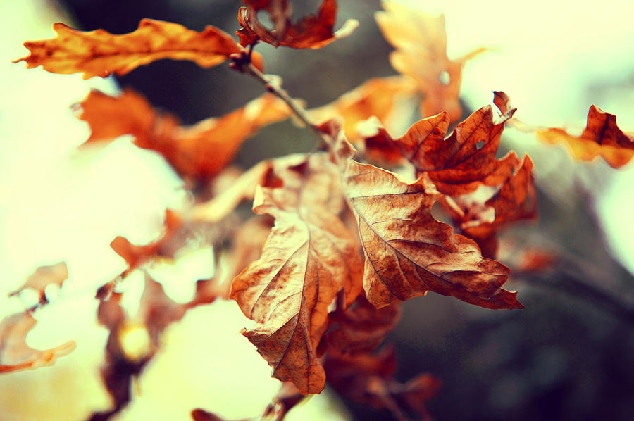 Autumn Leaves #2 Photograph by Jenny Rainbow