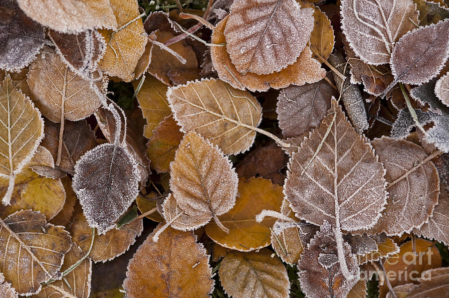 Autumn leaves #2 Photograph by Jim Corwin