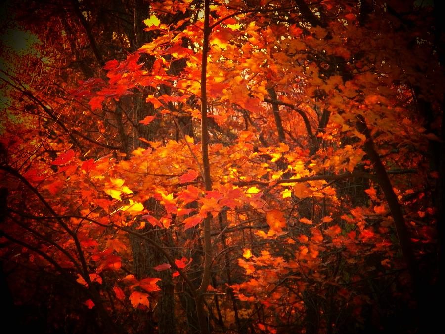 Autumn Leaves #2 Photograph by Joyce Kimble Smith