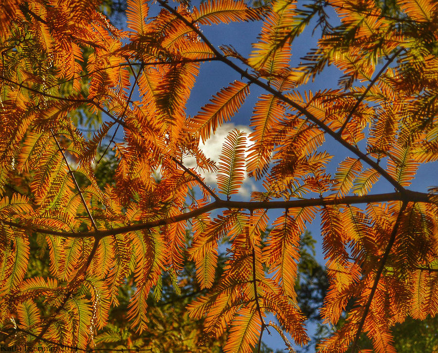 Autumn Leaves I Photograph by Kathi Isserman