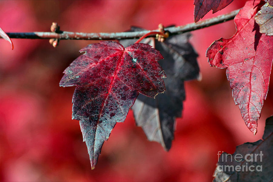 Fall Photograph - Autumn Leaves   #4 by Luv Photography