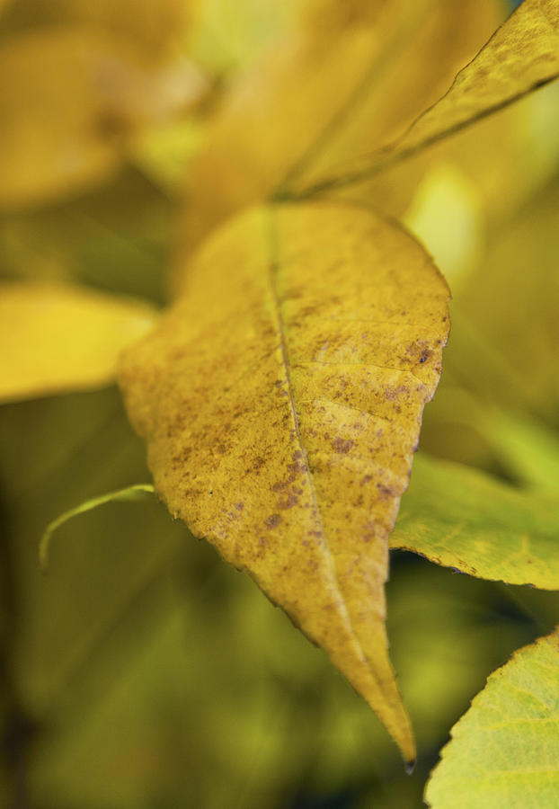 Autumn Leaves #2 Photograph by Maj Seda