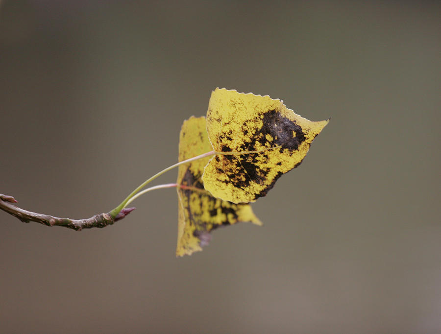 Autumn Leaves #2 Photograph by Masami Iida
