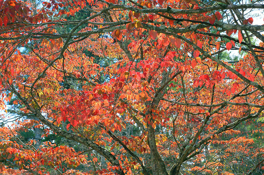 Autumn Leaves #2 Photograph by Rafael Salazar