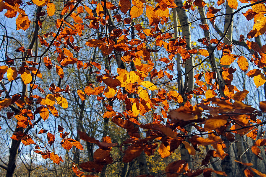 Autumn leaves #2 Photograph by Tony Murtagh
