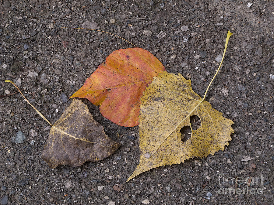 Pebbles Photograph - Autumn Leavings #2 by Ann Horn