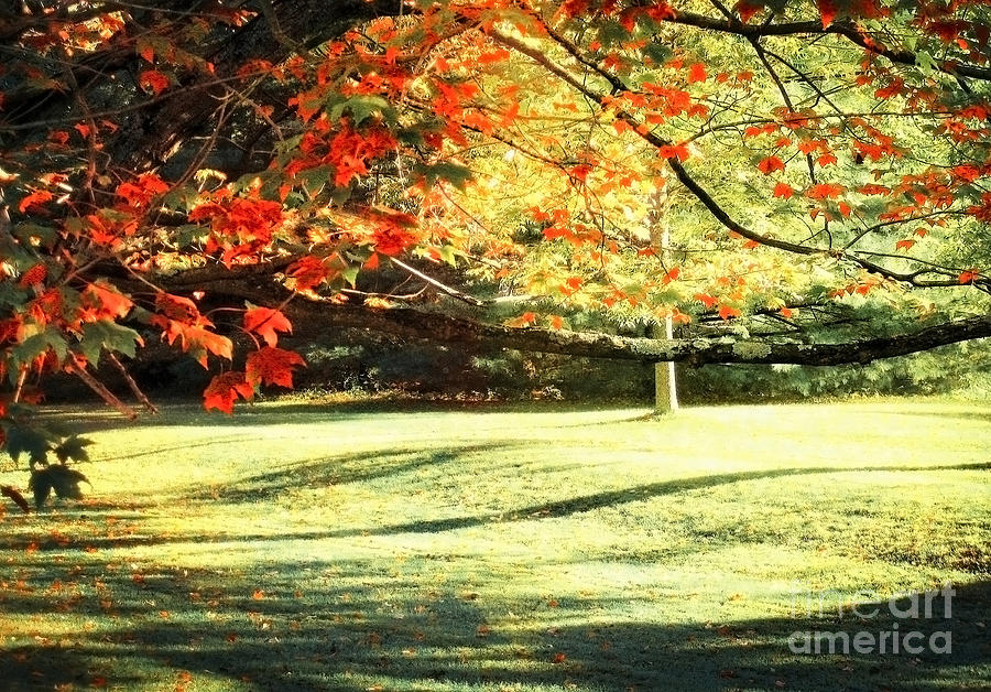 Autumn Light 2 #2 Photograph by Ellen Cotton