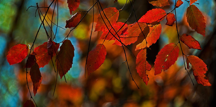 Autumn Magic Photograph by John Harding