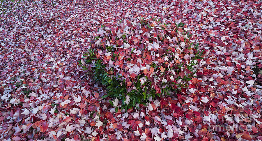 Autumn Maple Leaves #2 Photograph by John Shaw